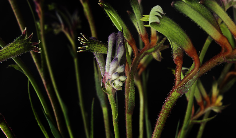 Kangaroo Paws 2