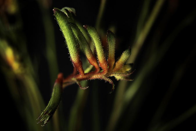 Kangaroo Paws